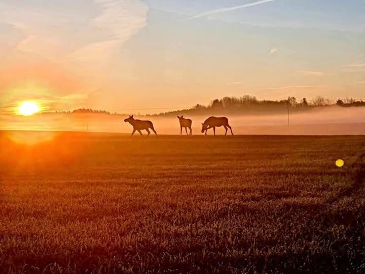 Sielski Zakatek Srokowo Buitenkant foto
